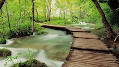 Nature Trees forests woods