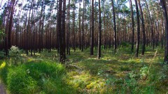 Nature Trees forrest