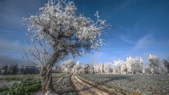 Nature Trees frost