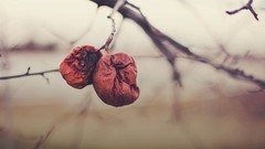 Nature Trees fruits dried fruits depth of field