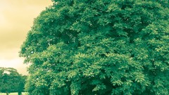 Nature Trees Galaxy Nexus