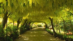 Nature Trees Garden arch Parks wales