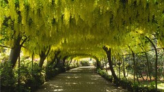 Nature Trees Garden arches wales