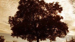 Nature Trees germany