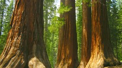 Nature Trees giant forests