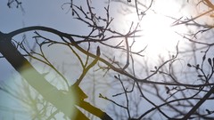 Nature Trees glare spring skies
