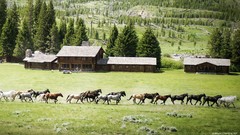 Nature Trees grass Animals Green Horses running houses