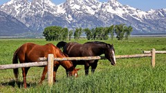 Nature Trees grass Animals Mountains land Horses fences eating