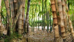 Nature Trees grass bamboo forests