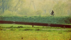 Nature Trees grass Bicycles