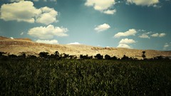 Nature Trees grass clouds deviantart