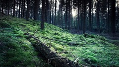 Nature Trees grass clouds rain light wet forests wildlife