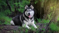 Nature Trees grass Dogs Siberian Husky pets forests