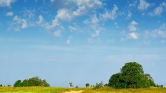 Nature Trees grass fields
