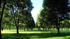 Nature Trees grass Green