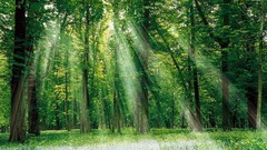 Nature Trees grass Green outdoors sunlight forests