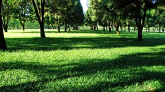 Nature Trees grass Green shadows