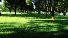 Nature Trees grass Green shadows