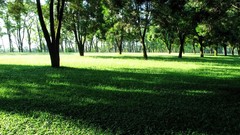 Nature Trees grass Green shadows