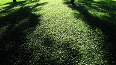 Nature Trees grass Green shadows