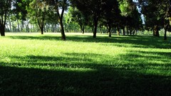 Nature Trees grass Green shadows