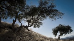 Nature Trees grass hills vegetation bushes