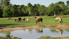 Nature Trees grass Horses lakes 2009 pantanal Brazil