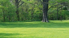 Nature Trees grass land