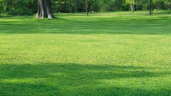 Nature Trees grass land