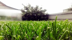 Nature Trees grass lawn Russia depth of field