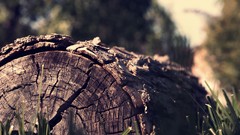 Nature Trees grass logs beams flora