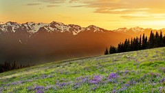 Nature Trees grass Mountains