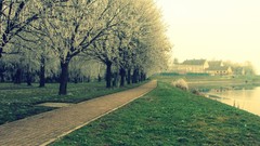 Nature Trees grass path