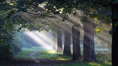 Nature Trees grass paths sunlight forests
