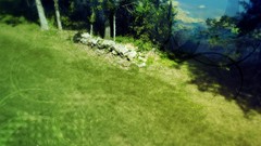 Nature Trees grass Photo manipulation