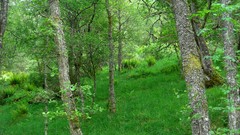 Nature Trees grass Scotland forests HDR Photography