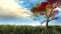 Nature Trees grass skies