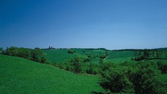 Nature Trees grass skyscapes