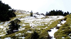 Nature Trees grass snow winter