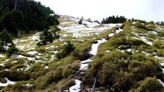 Nature Trees grass snow winter