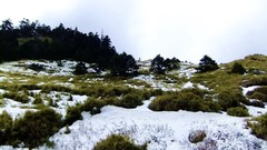 Nature Trees grass snow winter