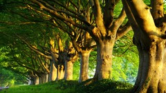 Nature Trees grass summer sunlight