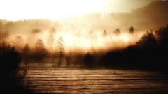 Nature Trees grass sun mist scenic skyscapes