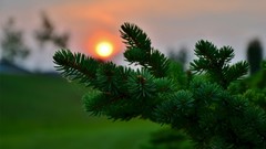 Nature Trees grass sun Plants