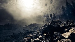 Nature Trees grass sun scenic skyscapes