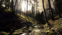 Nature Trees grass sun scenic skyscapes