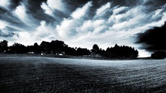 Nature Trees grass sun scenic skyscapes