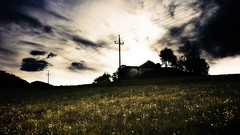 Nature Trees grass sun scenic skyscapes