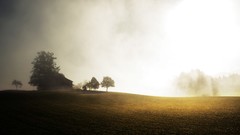 Nature Trees grass sun scenic skyscapes