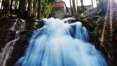 Nature Trees grass sun scenic skyscapes
